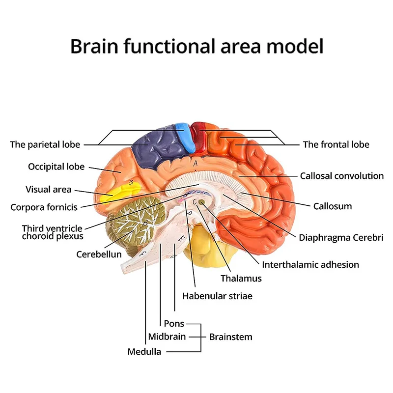 Life Size Human Brain Anatomical Model, Color-Coded Partitioned Brain, 2 Parts, Anatomically Brain Model for Science Classroom