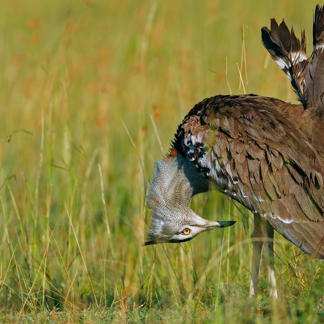 D Android 13 For Au…