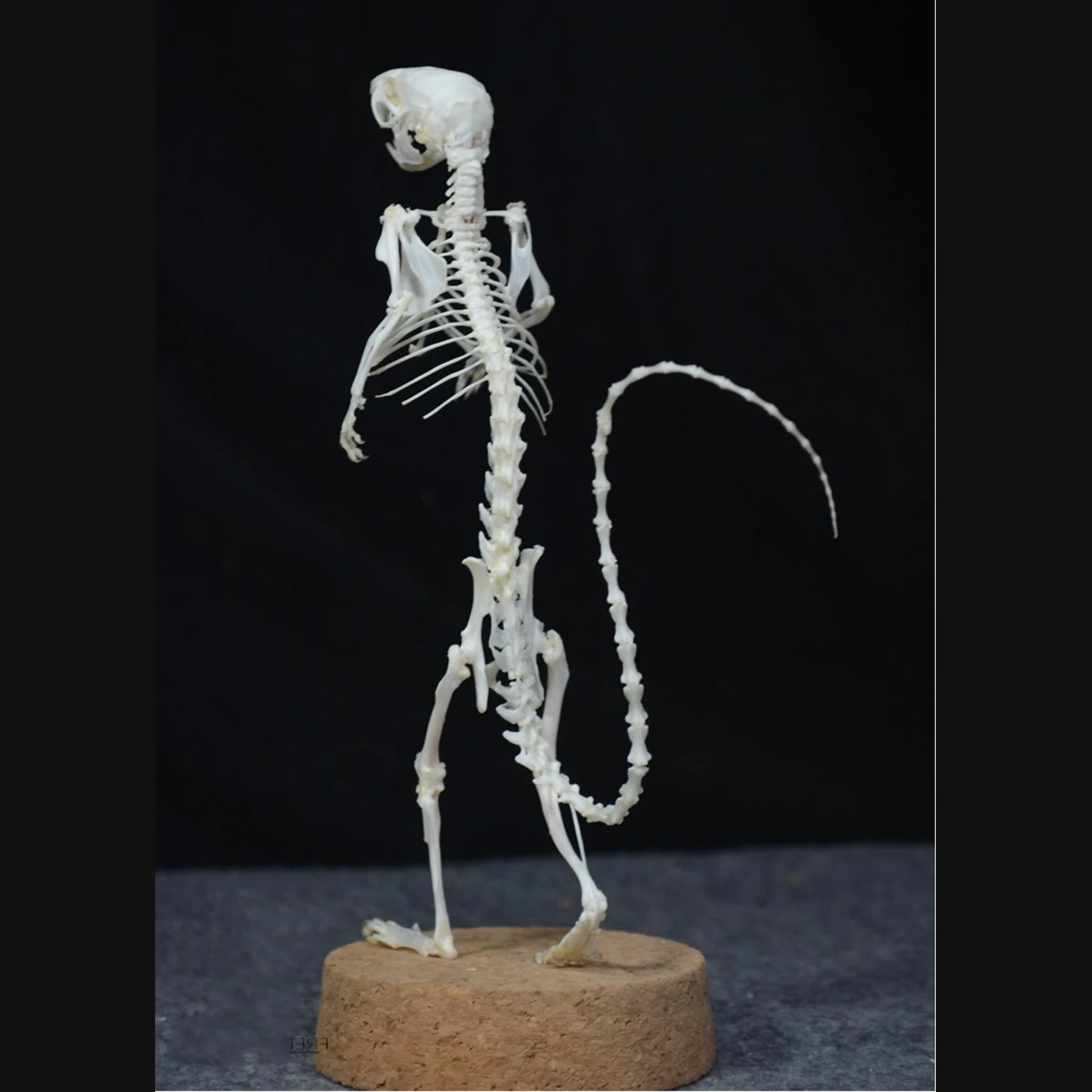 2018 Gothic Style Artificial Rat Skeleton Statue Standing Pose Resin Bone Replica Unique Handmade Craft Ornament Home Decor Gift
