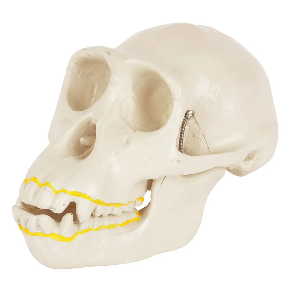 Dapu Chimpanzee Skull Skeleton Doctor Nurse Training College Demonstration Teaching Decomposable Skull Model