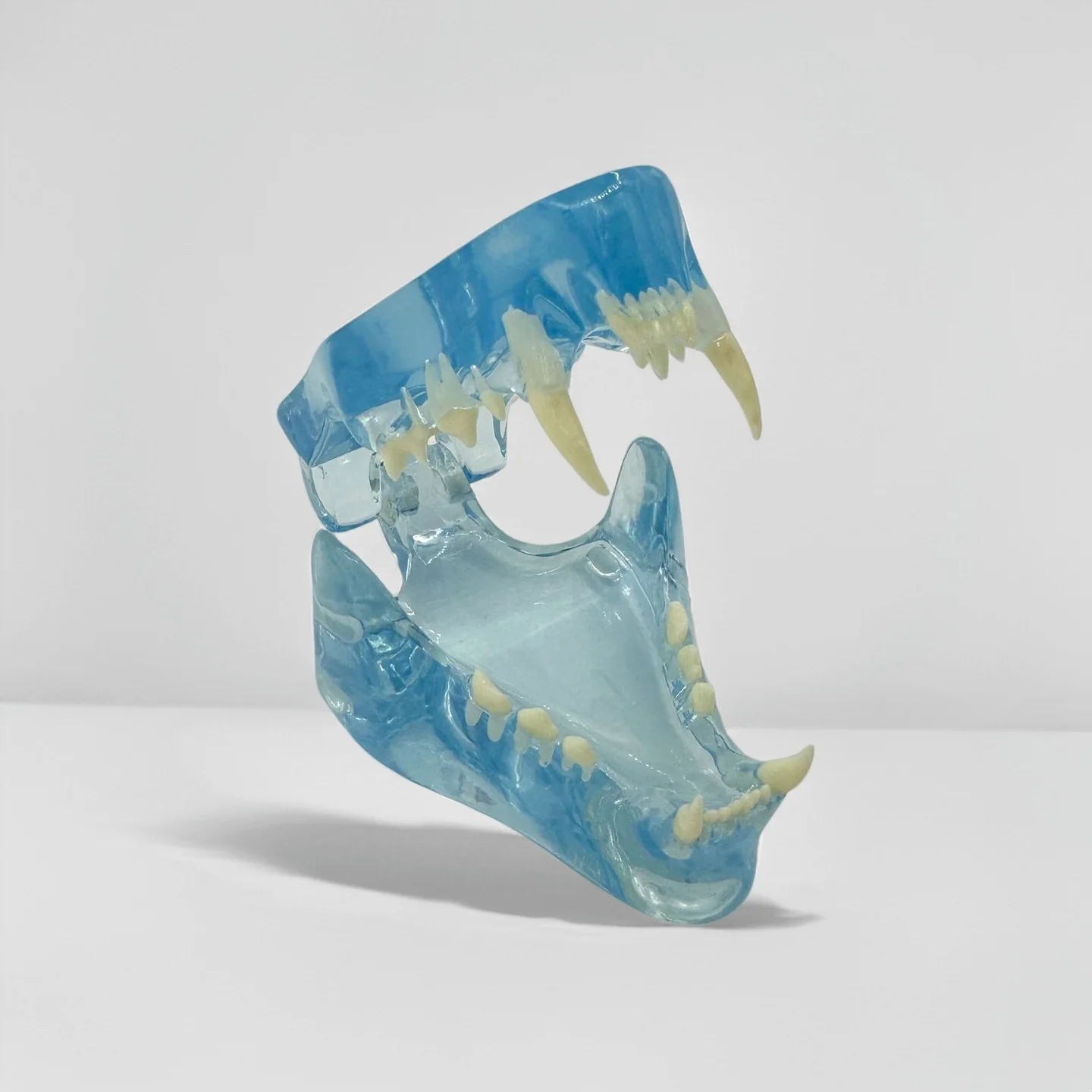Feline Cat Jaw Model Transparent Shell Teeth Educational Oral Anatomy for Vet Students, Clinic Demonstration, and Collection