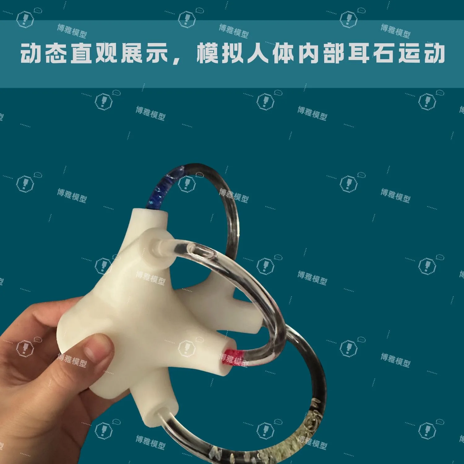 Semicircular canal model otolith model semicircular canal otolith model otolith repositioning model