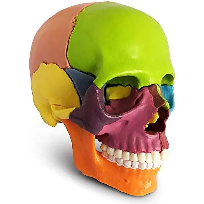 1/2 Life Size Mini 15 Parts Anatomy Human Skull Model Teaching with Study Manual