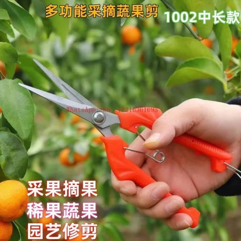 Limited Offer Stainless Steel Fruit Picking And Horticultural Scissors Pruning Shears Special Shears For Grape Dragon Fruit Pic