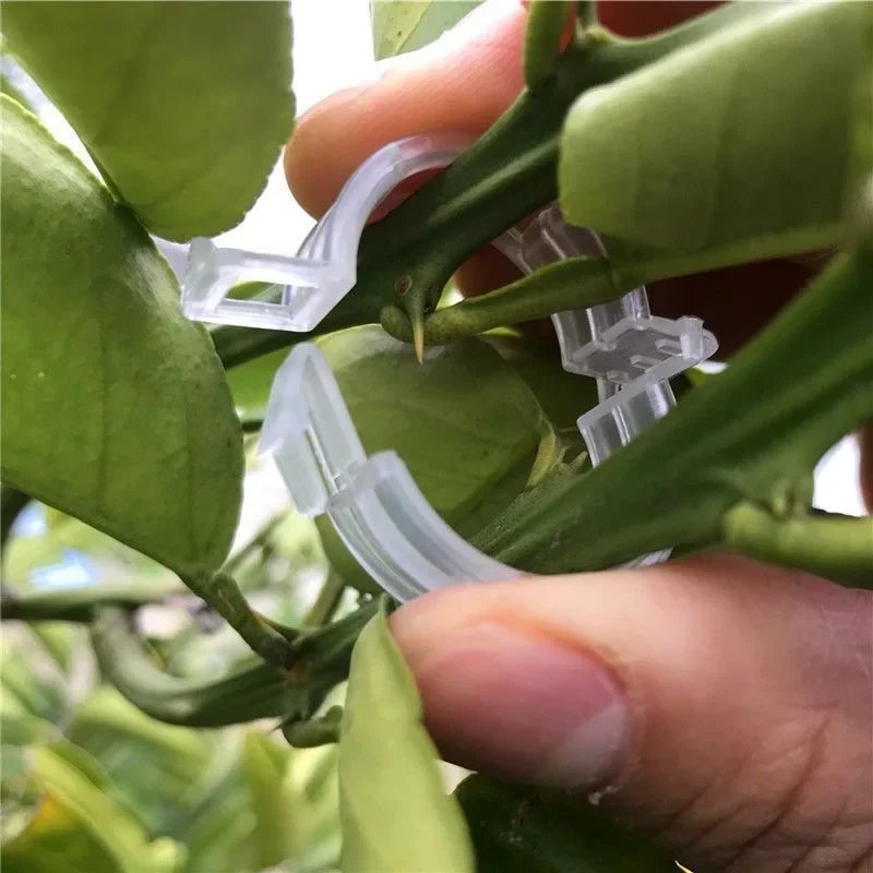 Clip di supporto per piante all'ingrosso strumenti di fissaggio per innesto di protezione della vite di piante in plastica riutilizzabili per forniture da giardino di pomodori vegetali