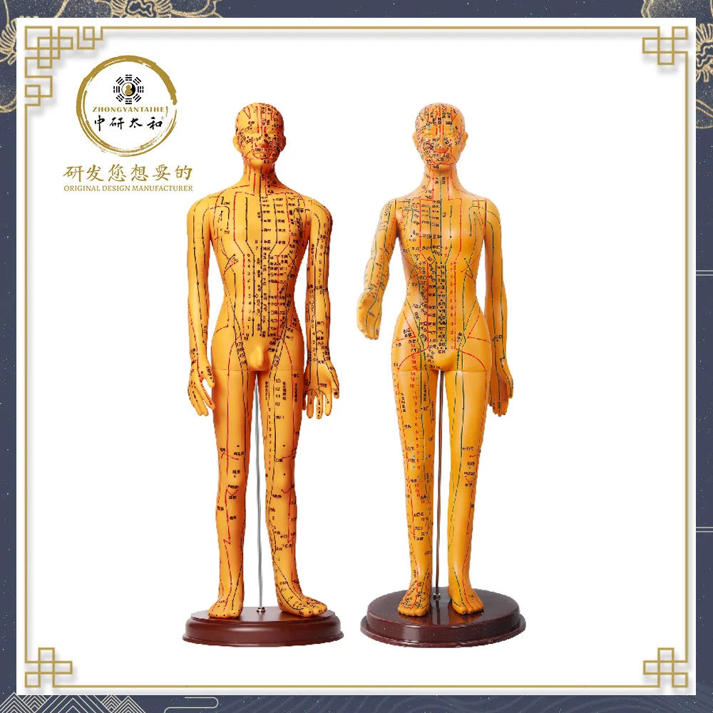 ZHONGYAN TAIHE Male Female Human Body Acupuncture Acupoint Model Acupuncture Needles Available Model Chinese Squishy Human Body