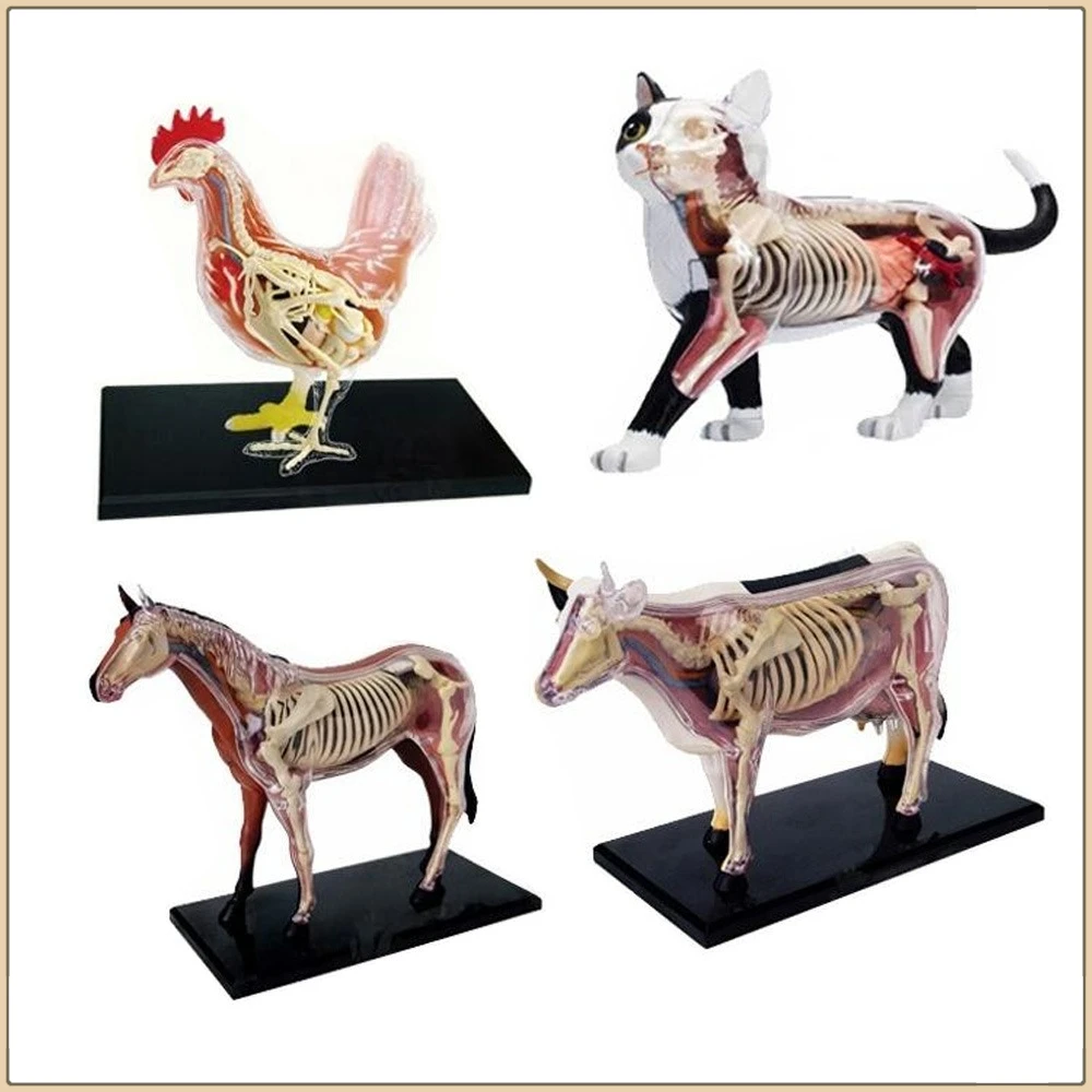 

4D MASTER Animal Anatomy Assembly Model Limited Edition Teaching Display Props Desktop Decorative Ornaments Kids Birthday Gifts