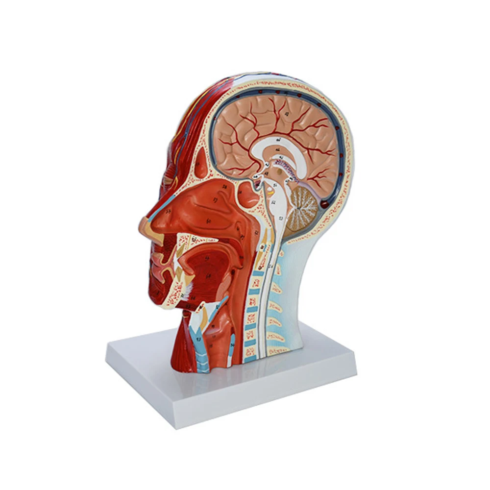 Head Neck Superficial Nerve Vascular Muscle Model,Human,skull with muscle And Nerve blood vessel,School medical teaching supply