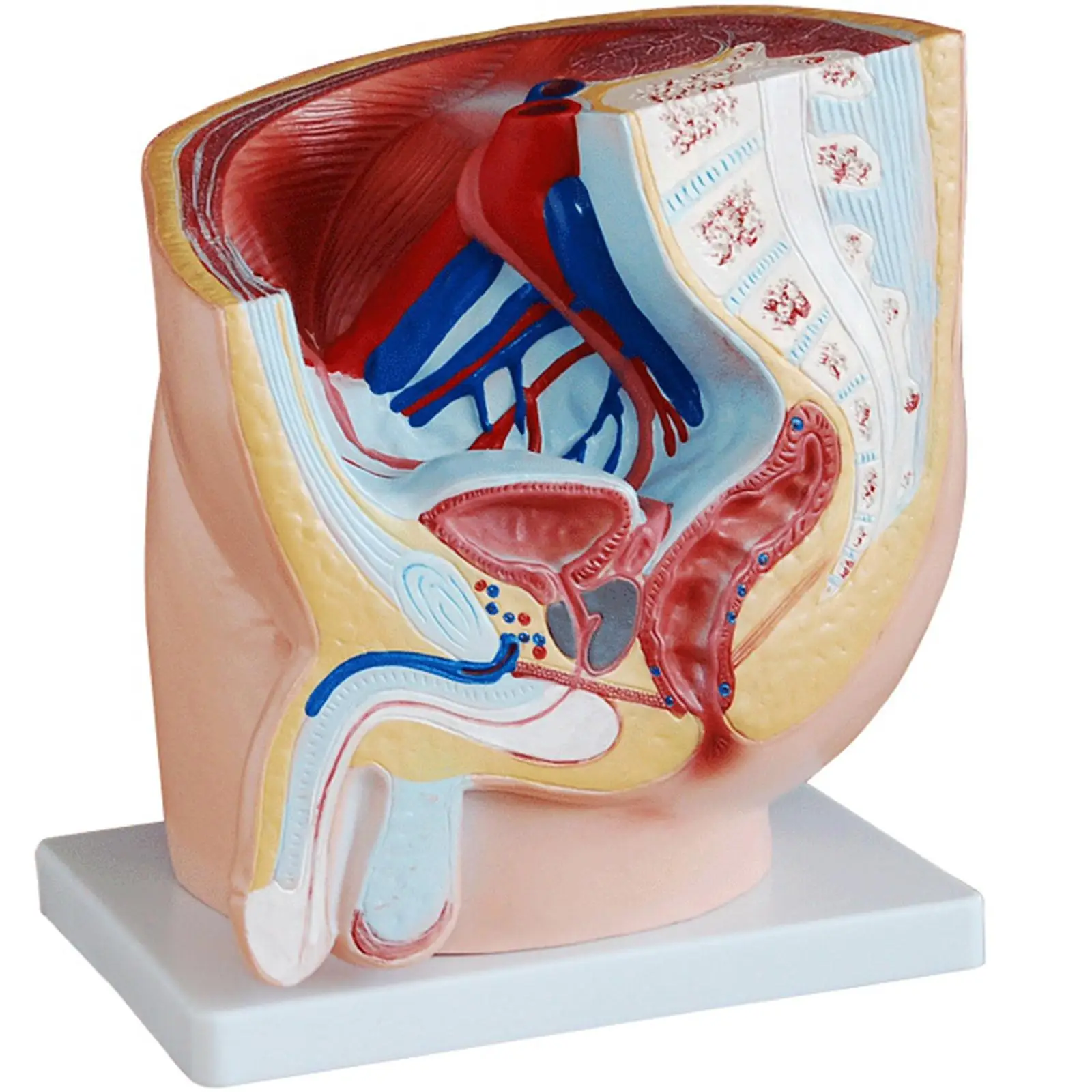 

PVC Anatomical Human Male Urinary Bladder Penis Model Medical Urology Anatomy