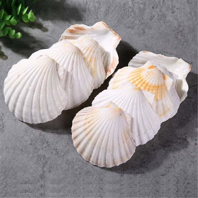 10 Pcs Flat Scallops Shells for Artistic Craftwork and Unique Home Accents