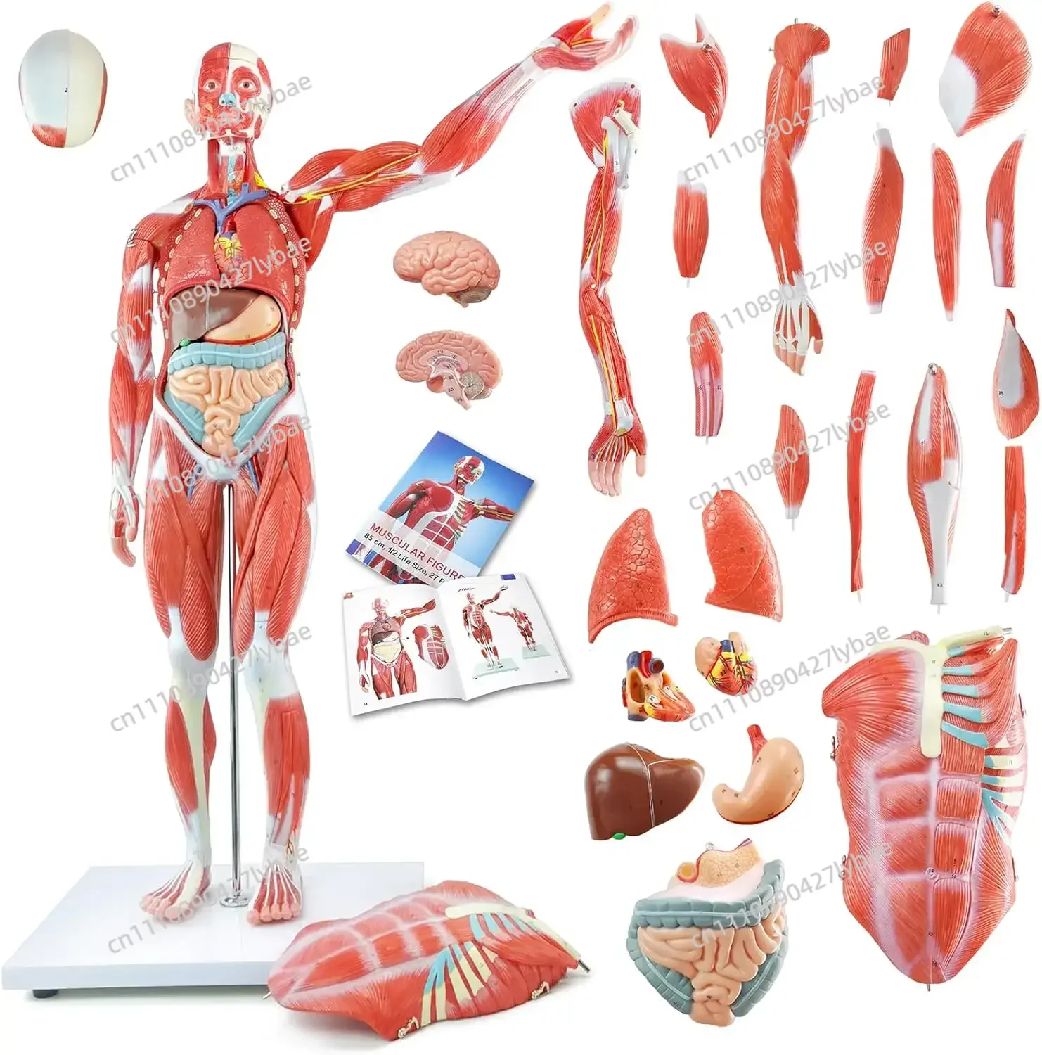 Human Muscle Organ Model 27 Parts 85cm Muscular Figure Internal Organ Human Muscular Anatomy Medical Educational Train Tools