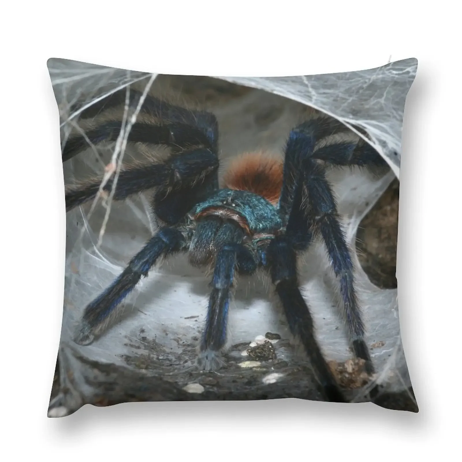 Greenbottle blue Tarantula (Chromatopelma cyaneopubescens) from ranforest in Venezuela. Throw Pillow Sofa Cushions pillow