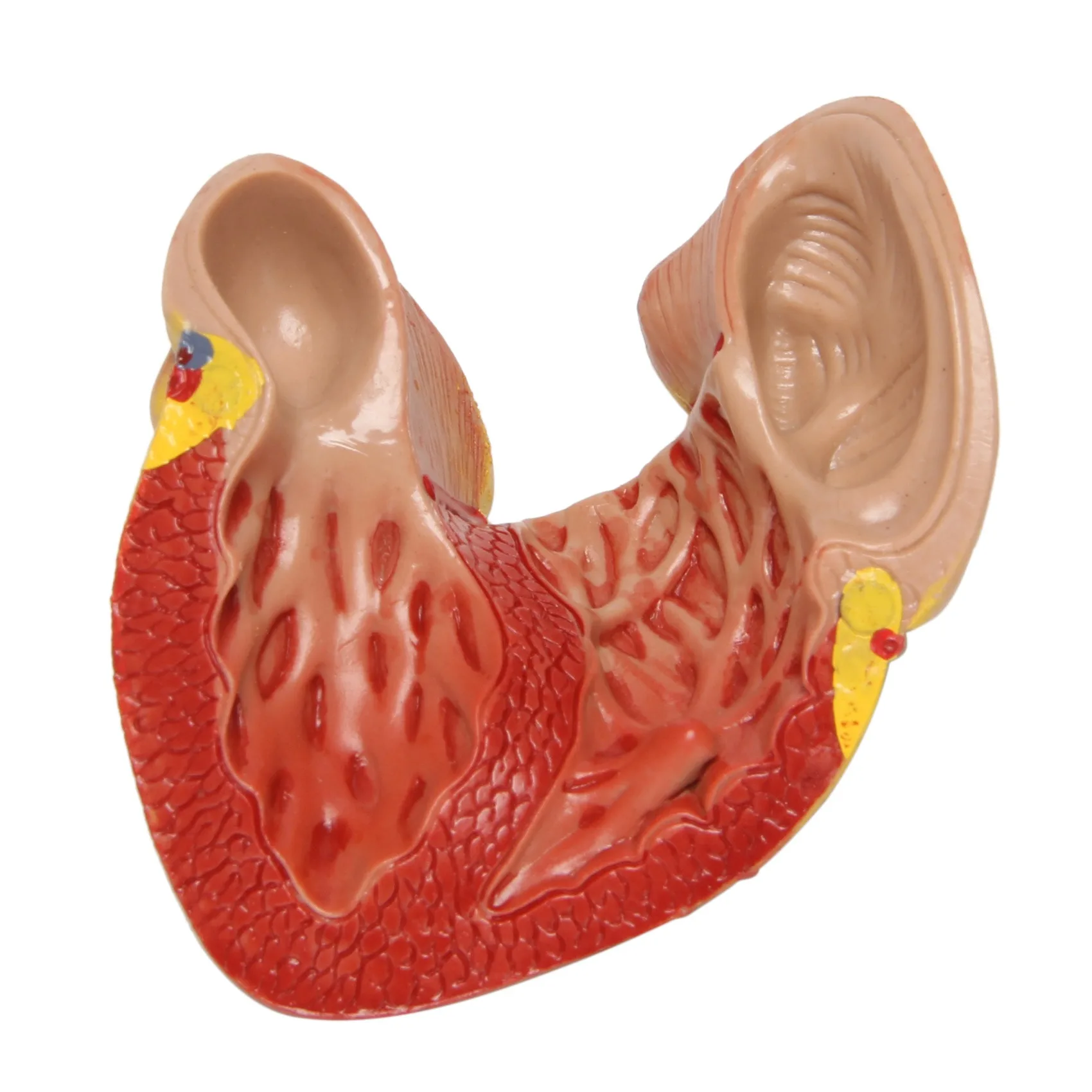 Model serca ludzki 1: 1, anatomicznie dokładny Model serca naturalnej wielkości ludzki szkielet anatomiczny do wyświetlania w klasie nauki