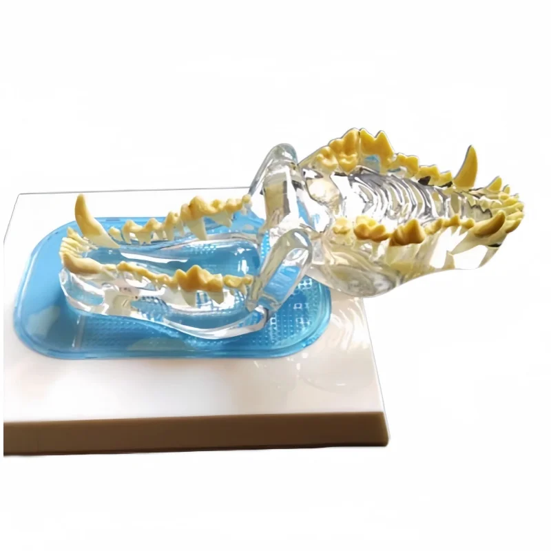 

High quality transparent dog tooth model pet veterinary teaching