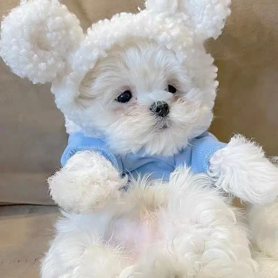 Pet Bear Plush Coat Cat Clothes Pomeranian Schnauzer Small Dog Poodle Pet Beagle Teddy Small Dog Spring Autumn Winter Sweater