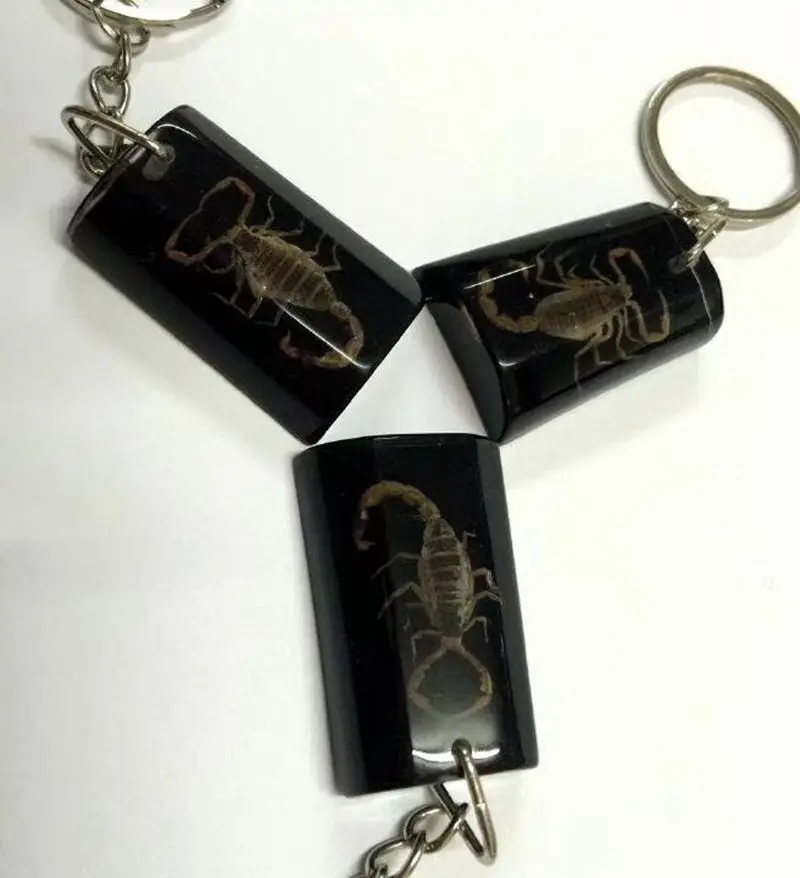 15 pcs Unique Keychain Real Scorpion Fashion Black Color Creative Resin  Jewelry