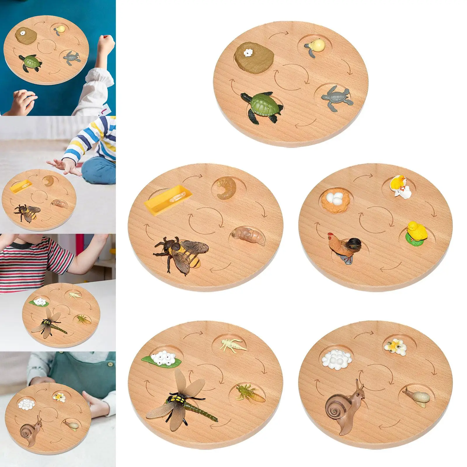 Life Cycle Tray Educational Birthday Gifts Biology Montessori Toys