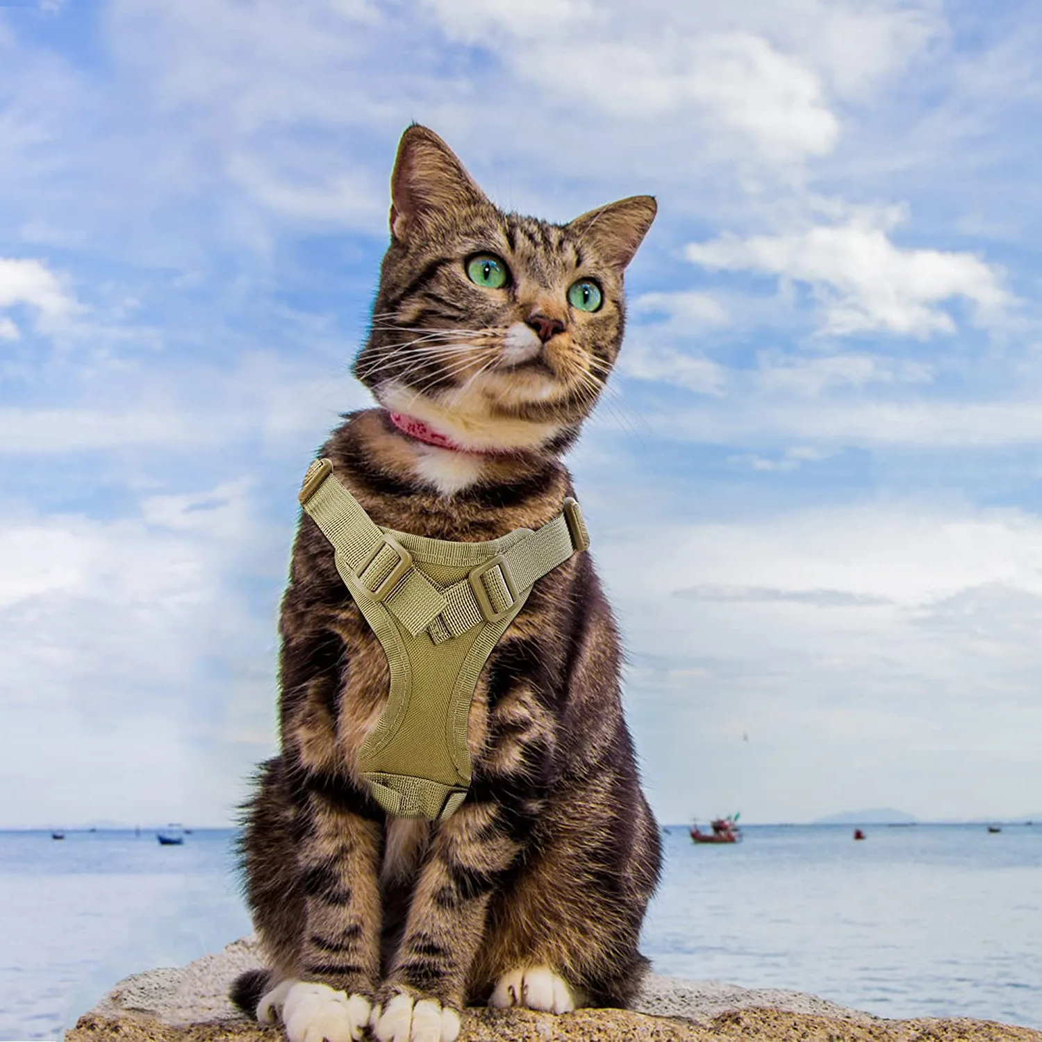 Colete tático do arnês do gato com remendo, trela para o cão pequeno, gatinho ajustável, serviço militar, treinamento do trabalho do cão