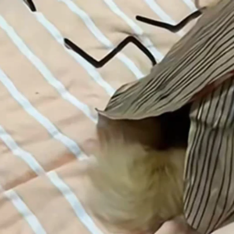 

Костюм для кошек в виде таракана, дышащая одежда для питомцев, забавный наряд для вечеринок, униформа, товары для животных