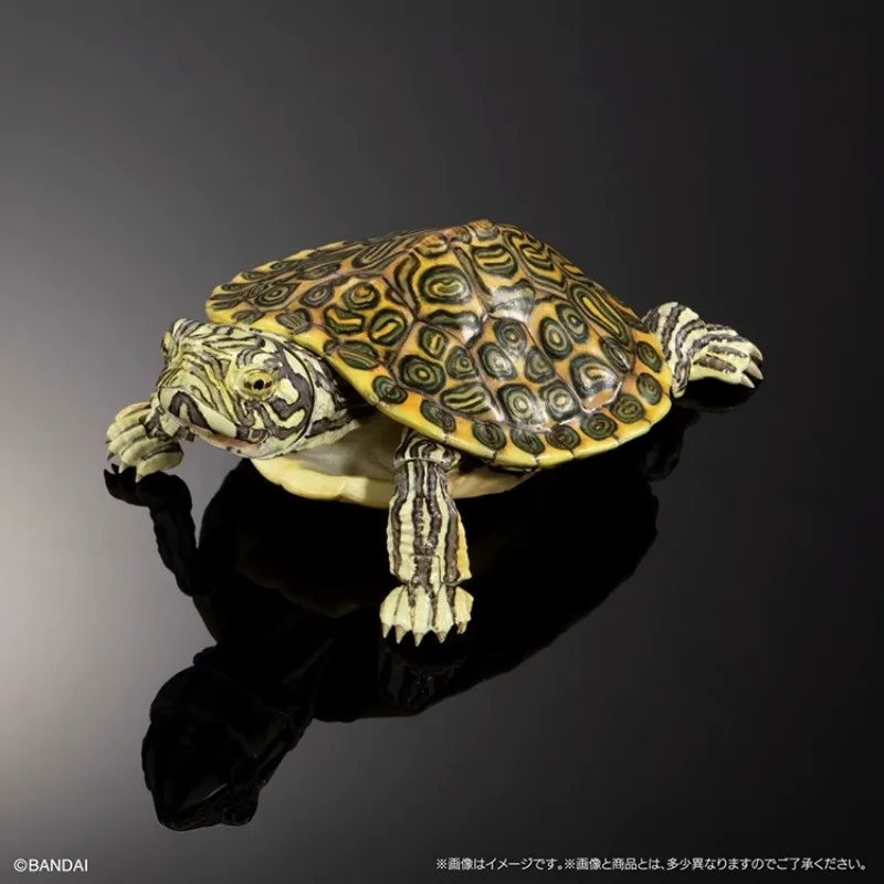 الموسوعة البيولوجية الأصلية من بانداي ألعاب غاشابون سلسلة السلحفاة 2 سلحفاة ذات أذنين حمراء محاكاة نماذج للحيوانات هدايا تزيين