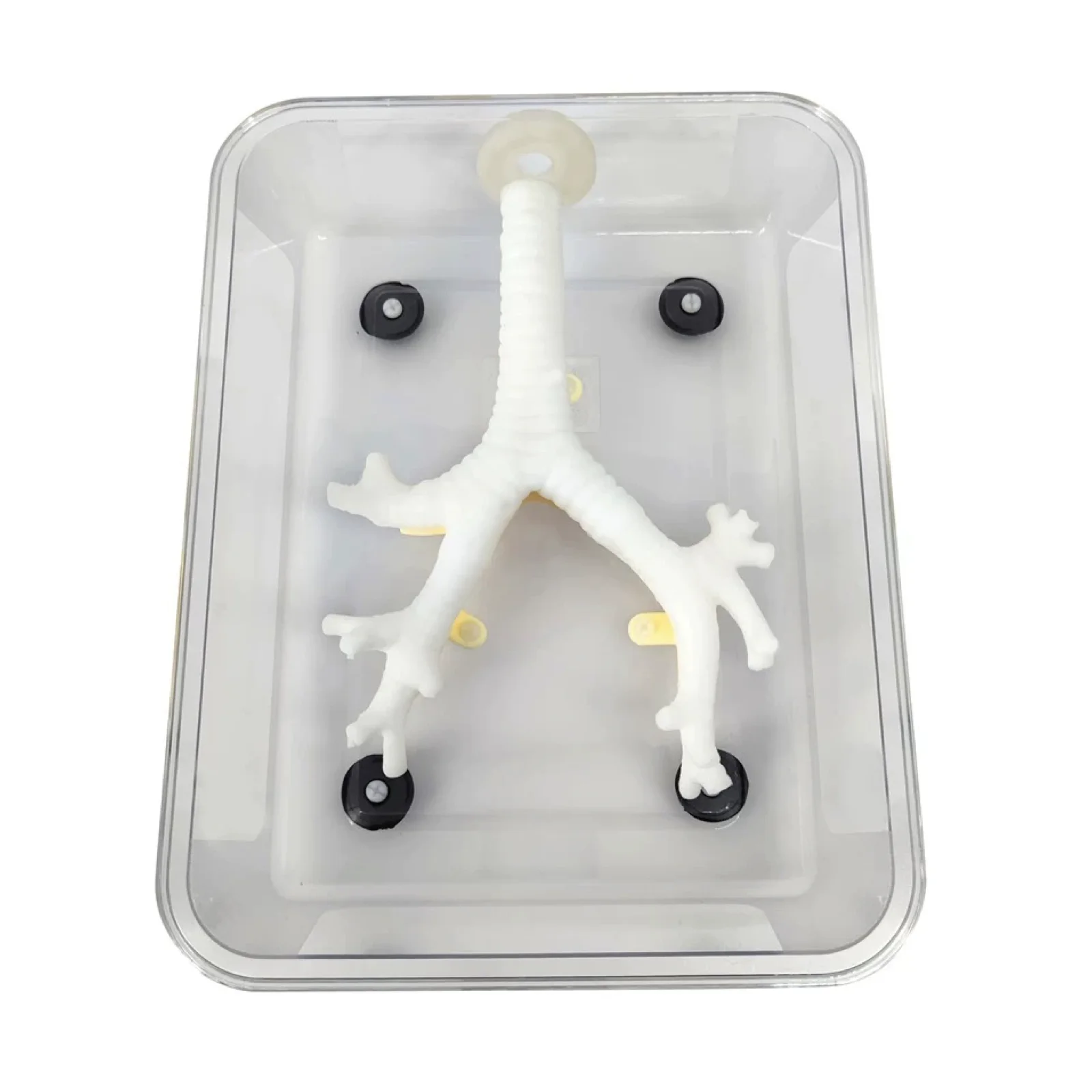 Bronchoscopy Training Simulator Fibrous Bronchial Practice Secondary Branch Reusable Fiberoptic Bronchoscopy Manikin