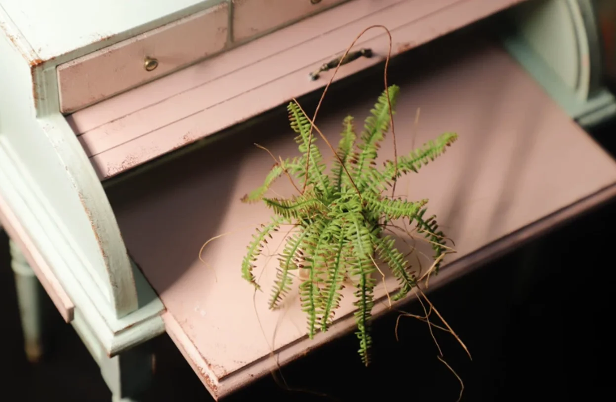 1:6 Miniature Plant Set, Handmade Realistic Fern Maple Caladium Potted,Exclusive Custom Sizes BJD Dollhouse Garden Bjd Decor Art