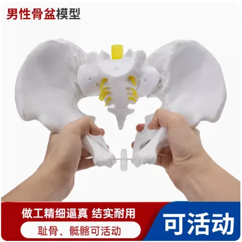 Female Pelvic Model Movable Human Anatomy Medical Teaching Lumbar Spine Postpartum Pelvic Floor Muscle Medical Teaching Model