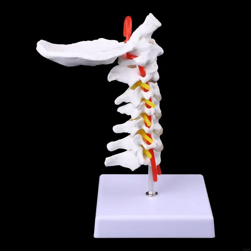 W89C Cervical Vertebra Arteria Spine Spinal Nerves Anatomical Model Life Size