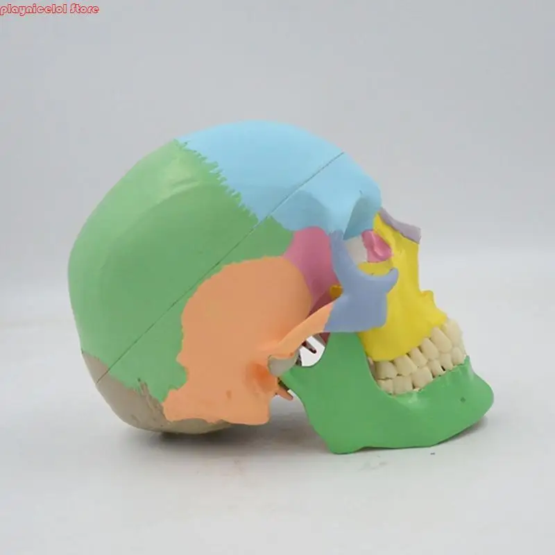 E8BA Medical Skull Model Model Doction Office Ananatomy Classroom Aid Aid