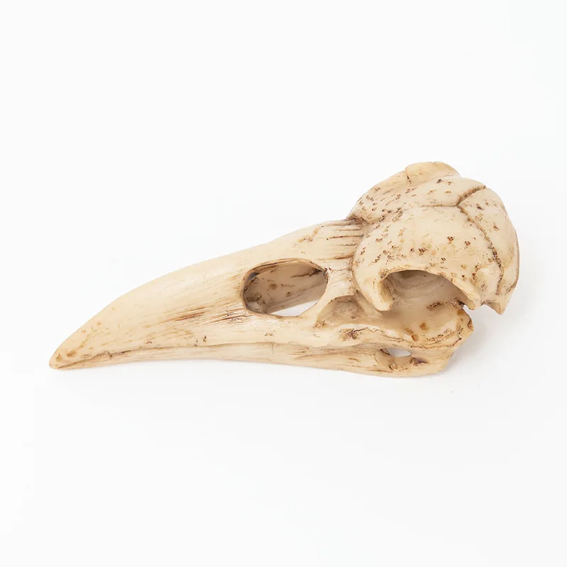Crow Ornament Halloween Realistic Horror Skull Prop Medical Specimen Model Resin