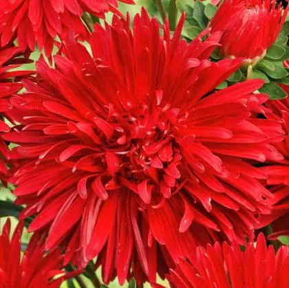 Aster crisantemo flamenco semillas 1,2g rojo sobre 480 semillas