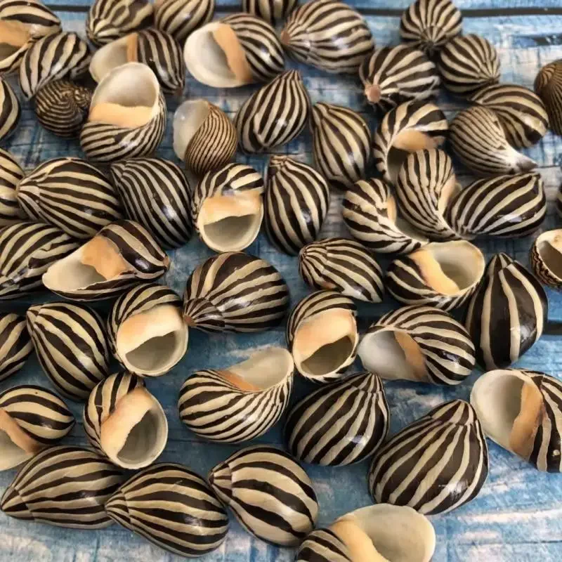 Natural Sea Snail Shell Rare Specimen Snail Snail Fish Tank Landscape Creative Gift Beach Decor Ocean Decor Seashells