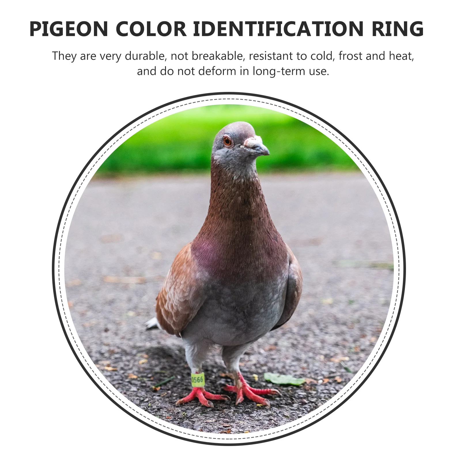

100pcs Colored Identification Rings for Pigeons Cockatiels Parakeets Parrots Bird Leg Bands Poultry Foot Rings Aviary Marker