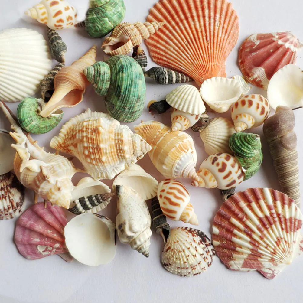 

Natural Shell Conch Mixed Fish Tank Accessories Shaped Sea Shells Craft Decoration Colorful Handpicked Landscape for Home