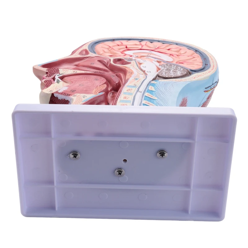 Modello neurovascolare superficiale a mezza testa umana con muscoli, teschio e cervello modello testa anatomica a grandezza naturale