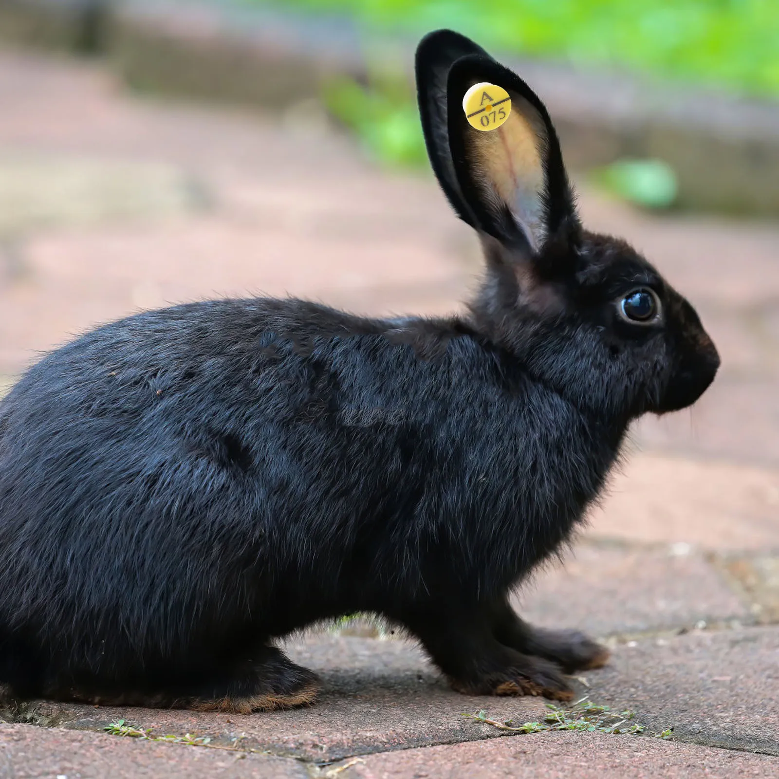 

50Pcs Rabbit Ear Tags Weather Resistant for Livestock Tracking Farm Animals Cattle Poultry Identification Tag Tools