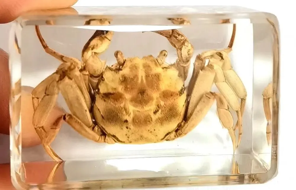 short time 10 pcs Insect in Resin Specimen crab Collection Paperweights decoration accessories  ymm