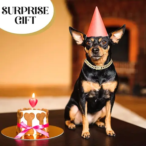 छोटे मध्यम बड़े कुत्तों बिल्लियों पालतू आभूषण हार सहायक उपकरण के लिए कुत्ते चेन कॉलर लक्जरी गोल्ड पालतू धातु चेन कॉलर 8 best sales कुत्ते की चेन कॉलर - №2