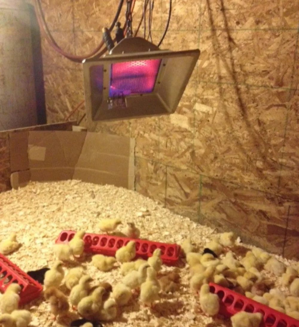 Poultry Farm Infrared Ceramic Gas Heater Portable Chicken NG LPG Gas Brooder