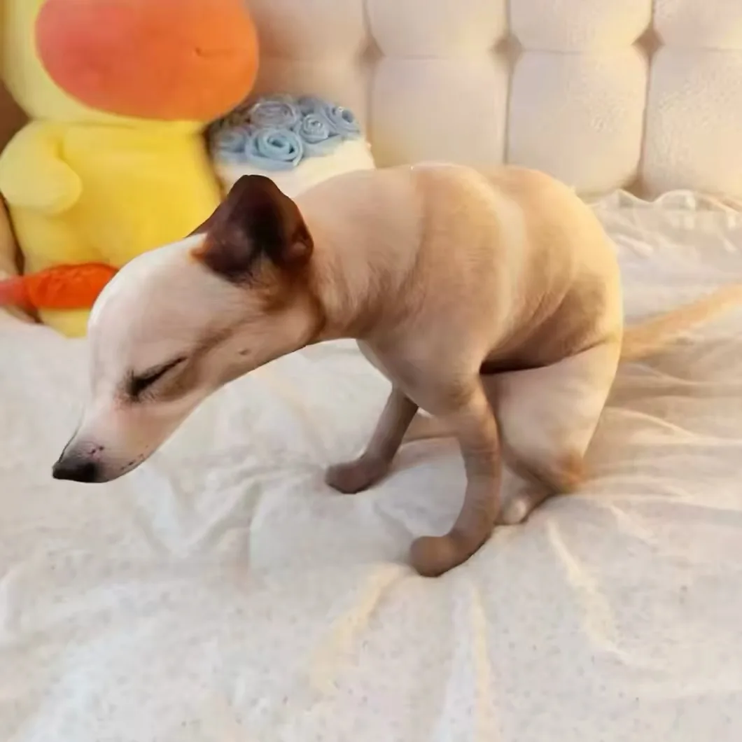 Lustiges Hundekuscheltier, das beim Hocken Kotzt, niedlich, realistisch, 3D-Druck, Heimdekoration, Stofftier, Pillo, Neuheit, Scherzartikel, Geschenk, Cartoon-Kissen, Geschenke – Detail 5