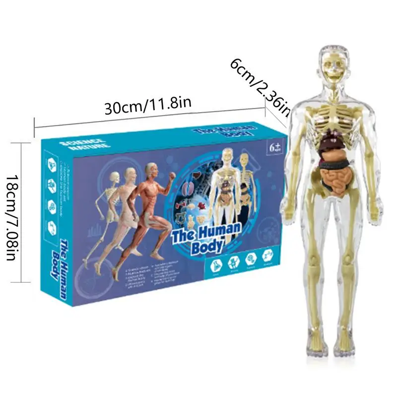 Brinquedos interativos do corpo humano para crianças, anatomia do tronco, figura modelo posable, ferramenta didática, 14 anos