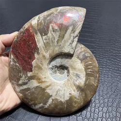 Big Beautiful natural Chrysanthemum grain conch Ammonite