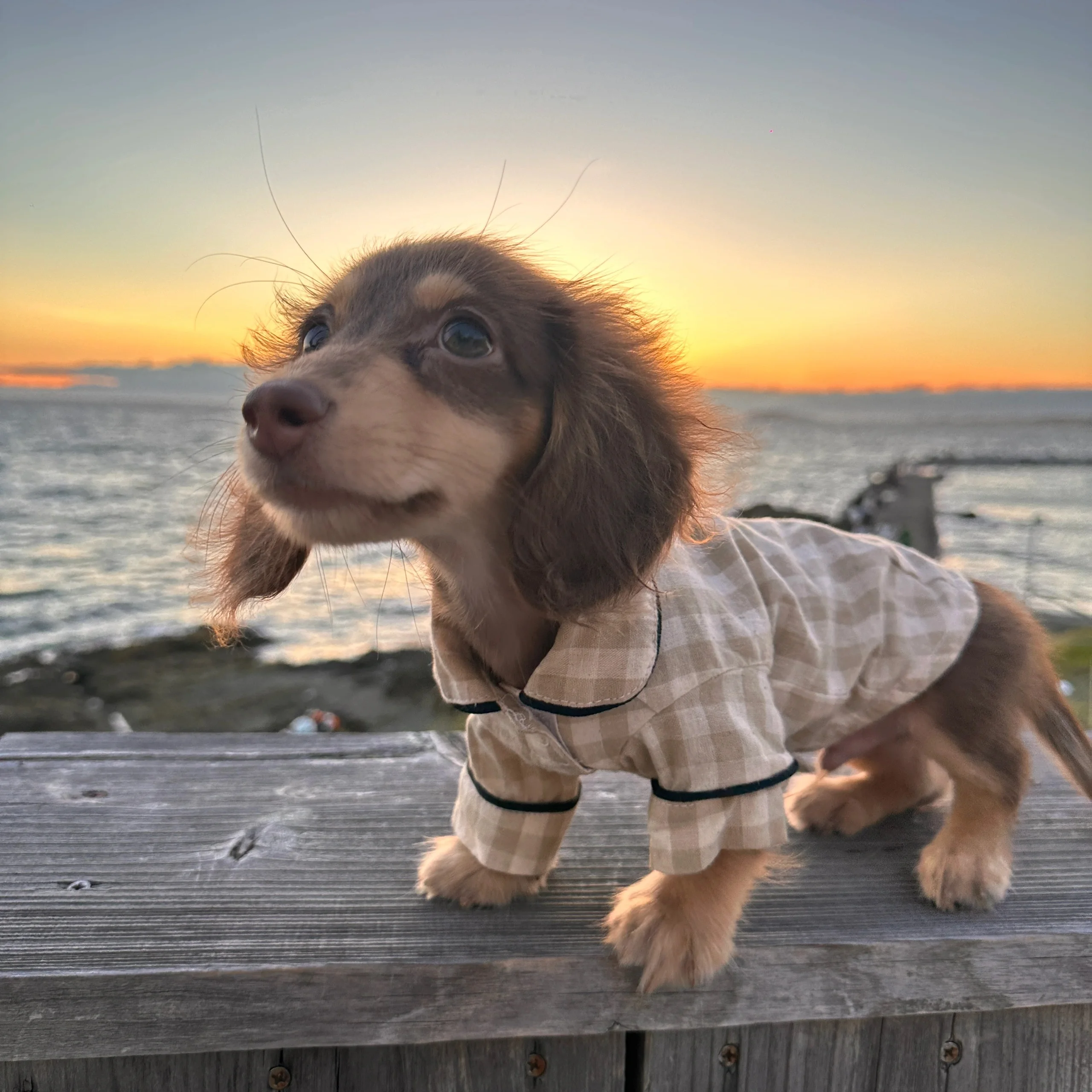 Sommer kariertes Hemd, 2-beinige Dackel-Hundekleidung, braune Loungewear für Wiener Hund, Overall, Hundekostüme für Wurst