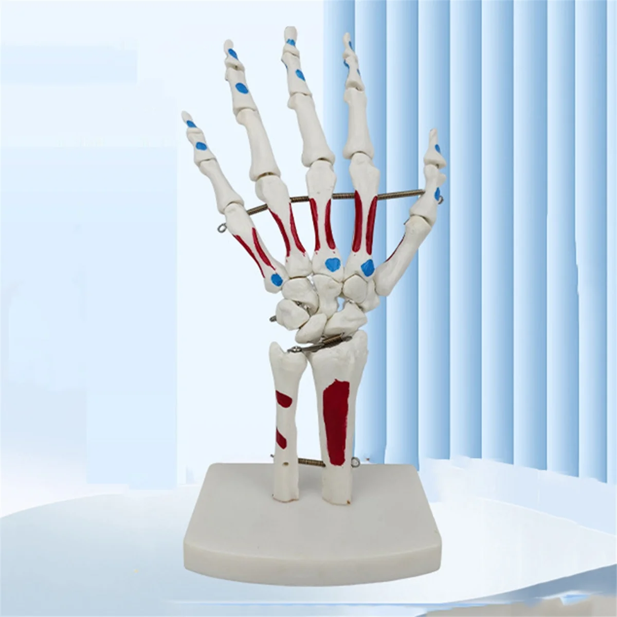Модель руки GFC-скелета, модель сустава руки, с запястьем, Ulna, кости рук на шарнирах, анатомическая модель мышц Palmar Bones