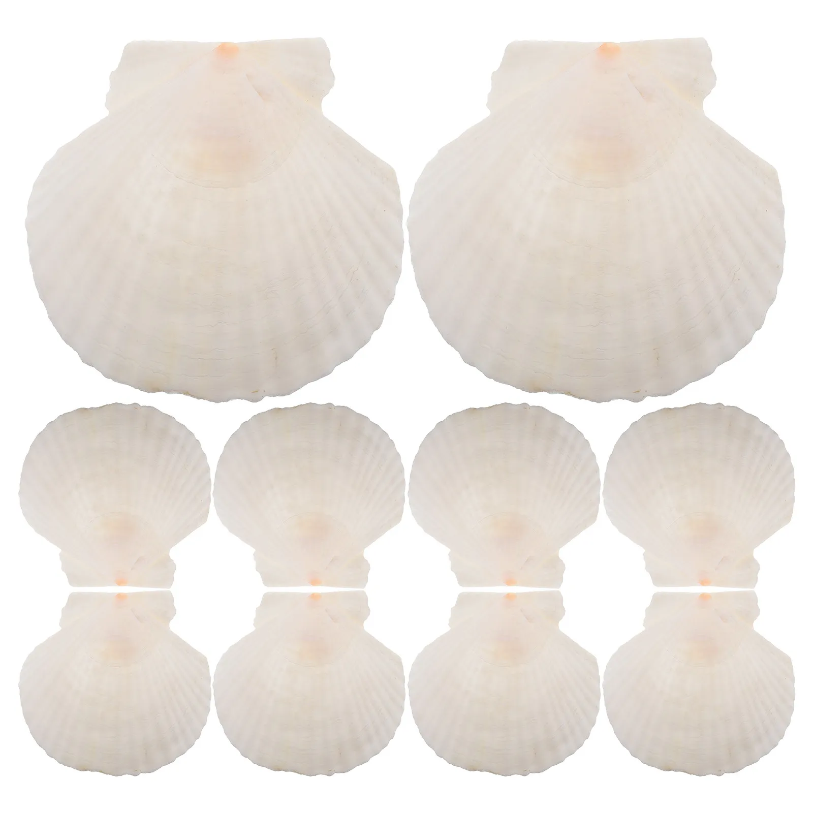 

Набор из 21 натуральной ракушки-гребешка для поделок, декора пляжа, украшения вечеринок, оформления аквариумов, декоративных элементов из морских ракушек