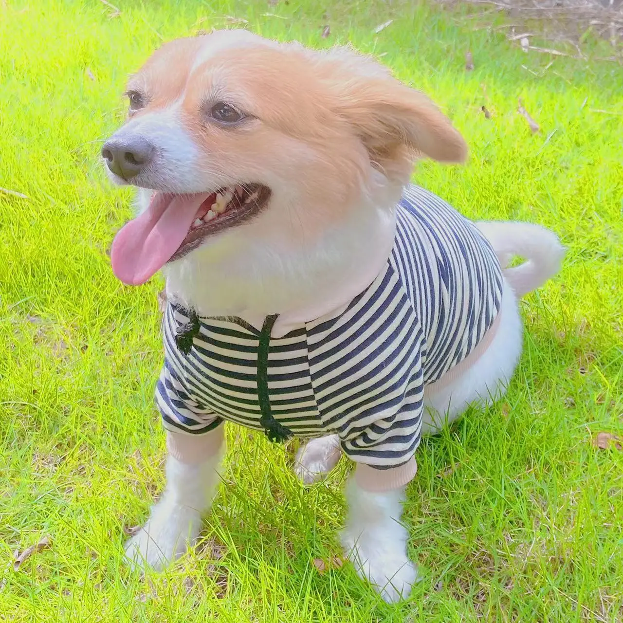 Dog Cat Striped Clothes Spring and Summer Thin Section Small Dog Puppy Hooded Sweater Pet Teddy Dog Clothes for Small Dogs