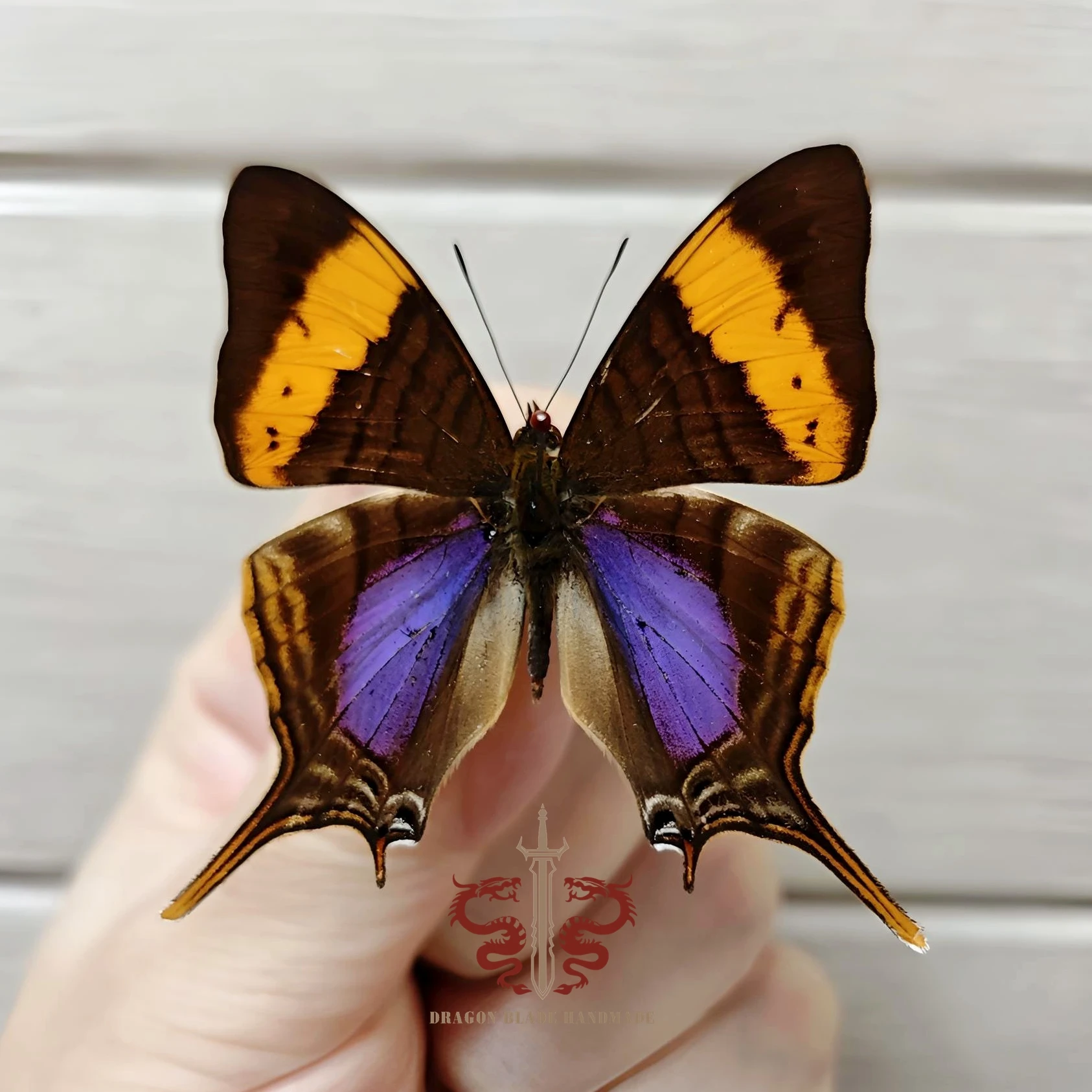 Butterfly specimen Marpesia corinna, 1pc wings spread A1/A- high quality, Decorative Display Collection Gifts