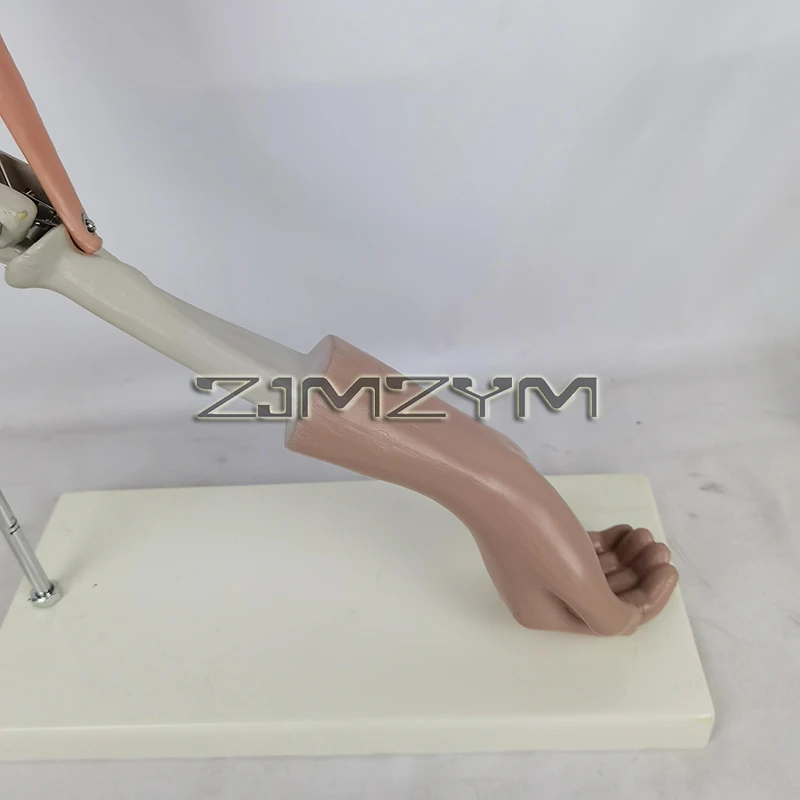 Elbow Joint Function Demonstration Model Anatomy Model for Medical Study Elbow Joint and Muscle Function