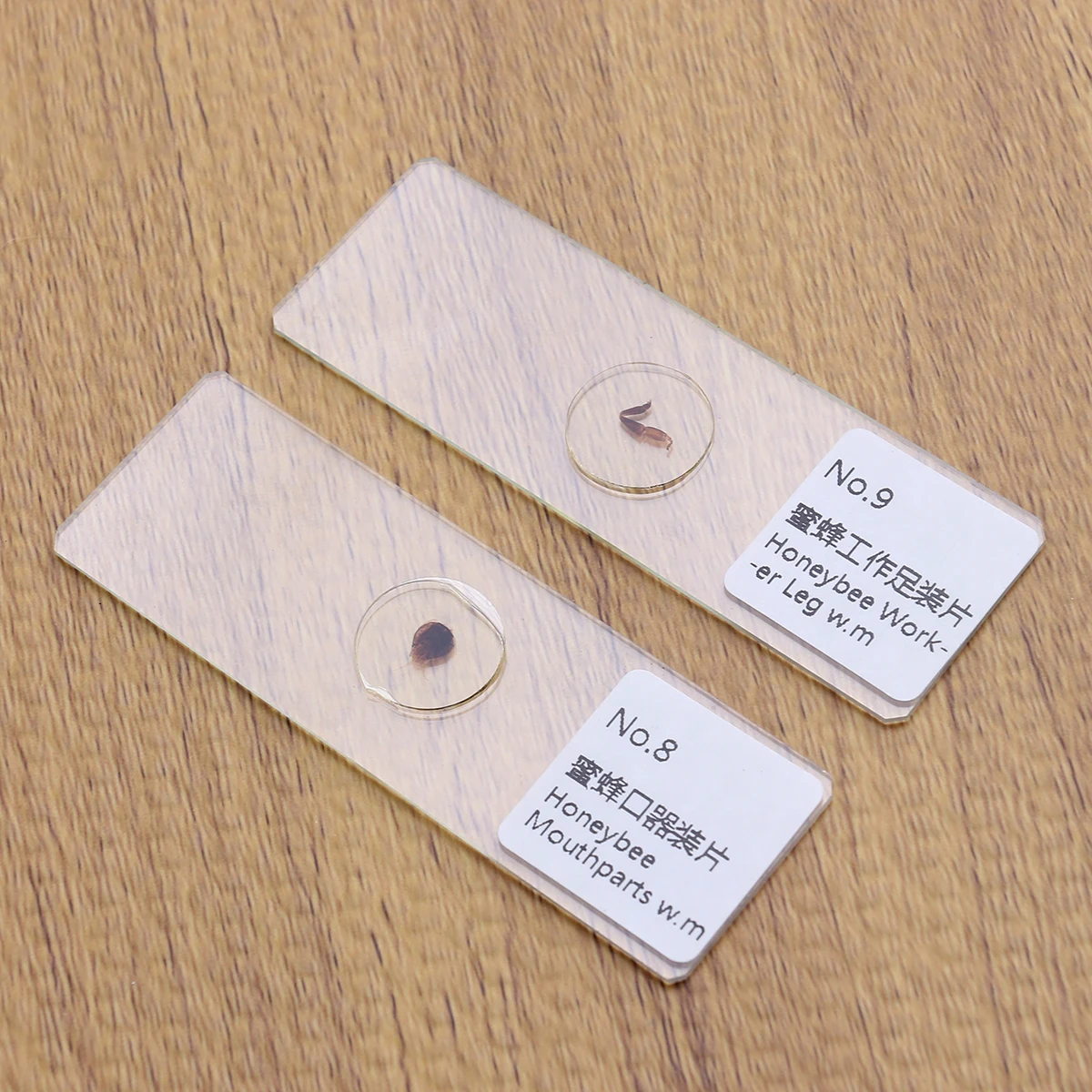 

10 pcs Biology Prepared Specimens Slides Set Educational Microscope Samples For Kids Students Insects Plants Animals Glass Safe