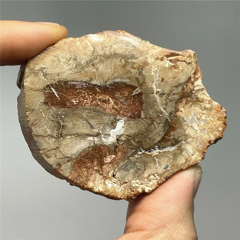 

Natural Madagascar petrified wood crystal polish for furnishing pieces for healing home decor